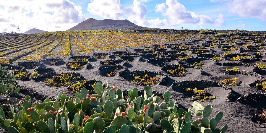 Vigne coltivate nella lava